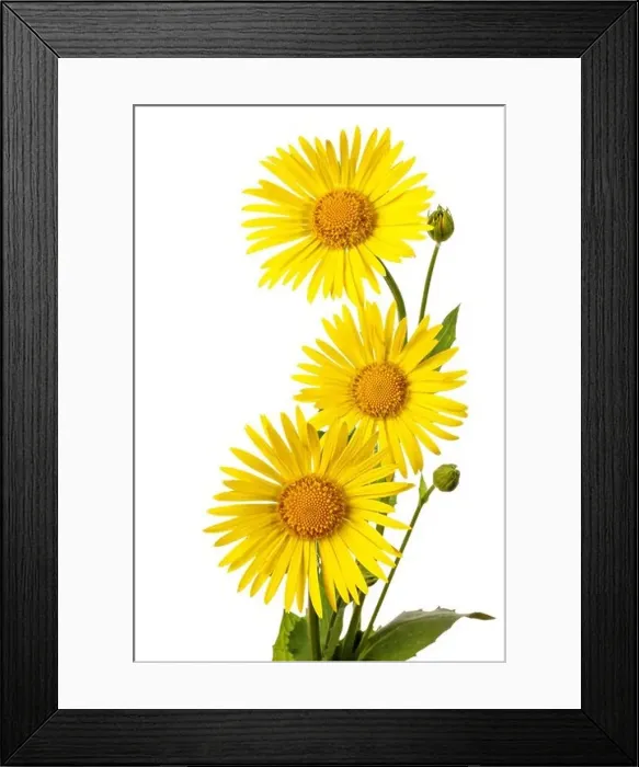 Framed Print : Three yellow flowers isolated on a white background Framed Print : Three yellow flowers isolated on a white background