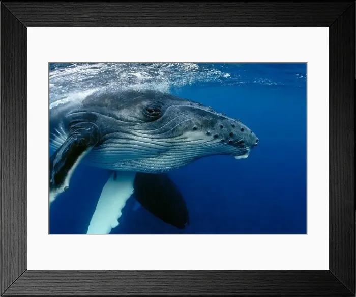 Framed Print : CLOSE-UP VIEW OF YOUNG HUMPBACK WHALE HEAD