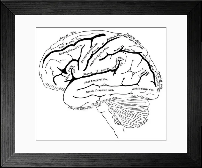 Framed Print : Diagram of the left cerebral hemisphere Framed Print : Diagram of the left cerebral hemisphere