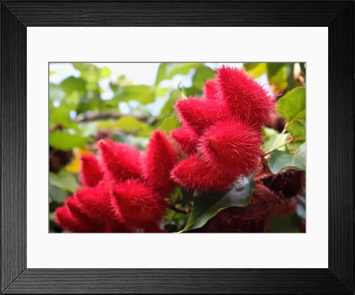 Framed Print : red hairy Exotic fruit, Thailand, Southeast Asia Framed Print : red hairy Exotic fruit, Thailand, Southeast Asia