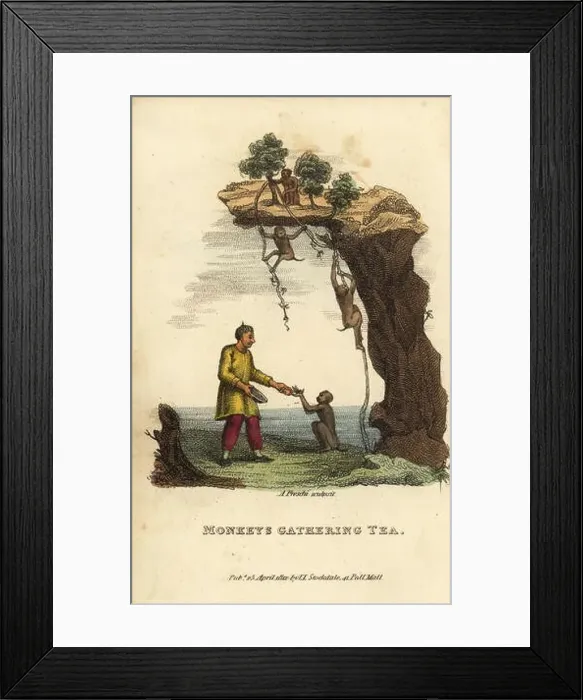 Framed Print : Monkeys gathering leaves from tea bushes high on a mountain and delivering them to their master Framed Print : Monkeys gathering leaves from tea bushes high on a mountain and delivering them to their master