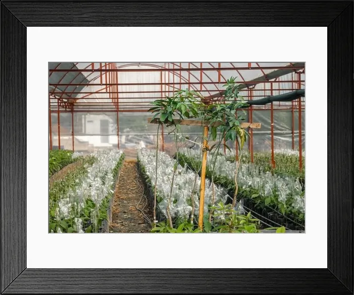 Framed Print : greenhouse on farm plantation avocado Framed Print : greenhouse on farm plantation avocado