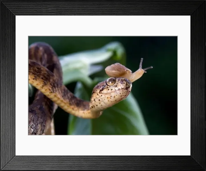 Framed Print : Keeled slug-eating snake with a snail on its head, Indonesia Framed Print : Keeled slug-eating snake with a snail on its head, Indonesia