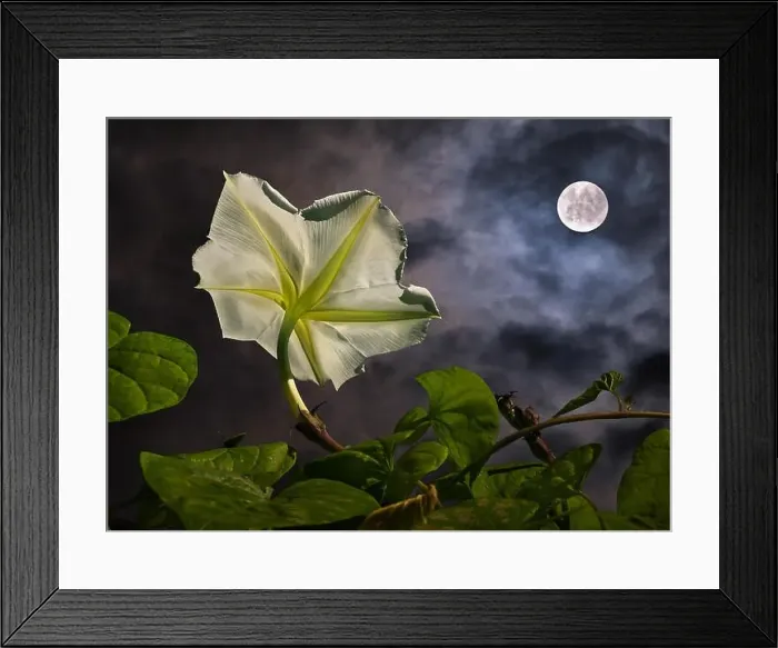 Framed Print : Moon flower (Ipomoea alba) with full moon (composite) Framed Print : Moon flower (Ipomoea alba) with full moon (composite)