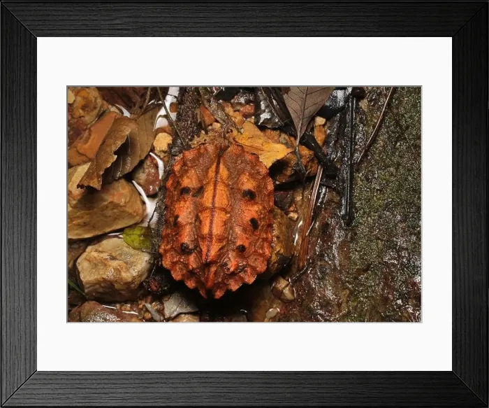 Framed Print : Mata Mata Turtle Framed Print : Mata Mata Turtle