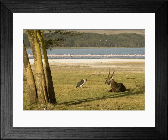 Framed Print : Waterbuck laying down with Marabou stork nearby-Lake Nakuru in background Framed Print : Waterbuck laying down with Marabou stork nearby-Lake Nakuru in background