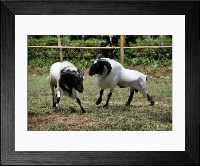 Framed Print : Bighorn sheep fighting competition in Garut, West Java, Indonesia