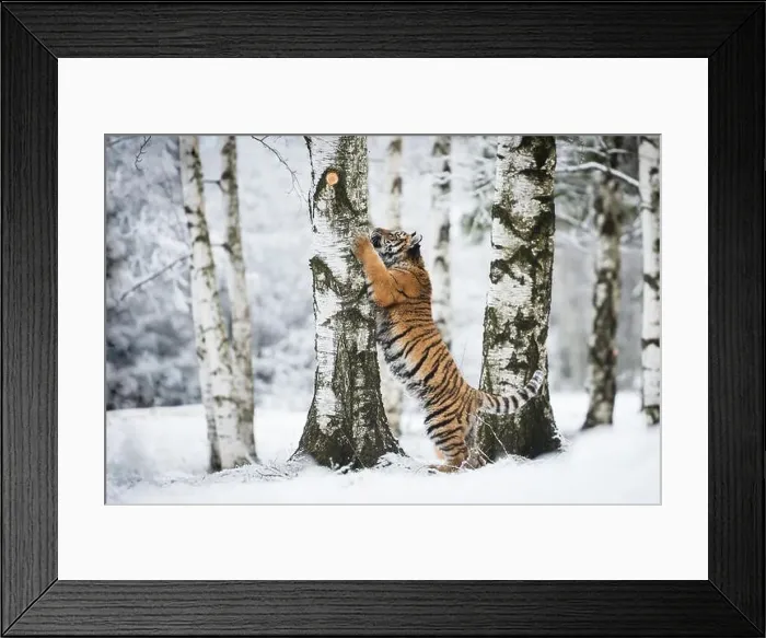Framed Print : Young Siberian tiger climbing on a birch tree Framed Print : Young Siberian tiger climbing on a birch tree