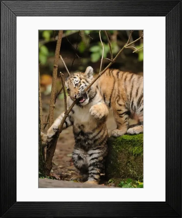 Framed Print : Siberian tiger, Panthera tigris altaica, young animal Framed Print : Siberian tiger, Panthera tigris altaica, young animal