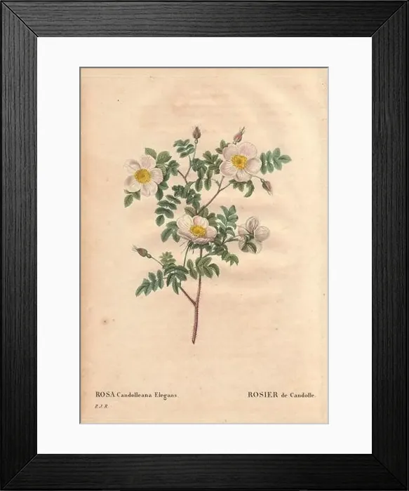 Framed Print : De Candolle's white rose or Rosier de Candolle (Rosa candolleana elegans) Framed Print : De Candolle's white rose or Rosier de Candolle (Rosa candolleana elegans)