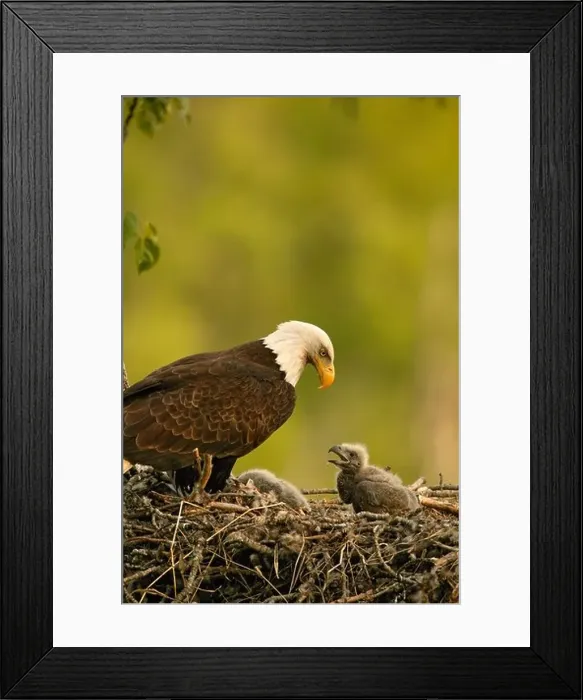 Framed Print : Nesting Bald Eagle Anchorage Alaska Framed Print : Nesting Bald Eagle Anchorage Alaska