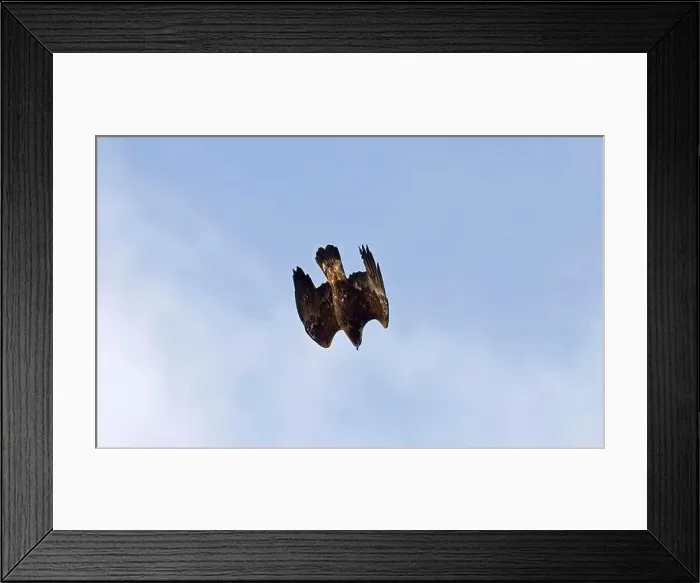 Framed Print : Golden eagle (Aquila chrysaetos) adult, in flight, diving during exhibition, Spain Framed Print : Golden eagle (Aquila chrysaetos) adult, in flight, diving during exhibition, Spain