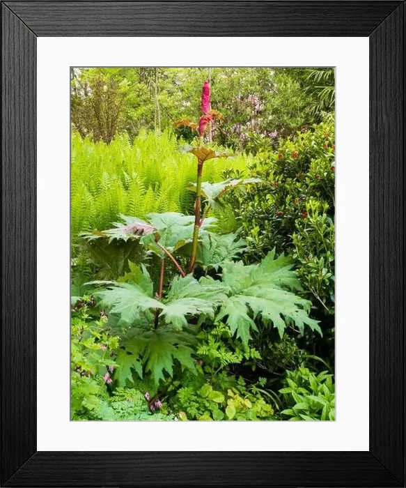 Framed Print : Red flower stem of the giant ornamental rhubarb Framed Print : Red flower stem of the giant ornamental rhubarb