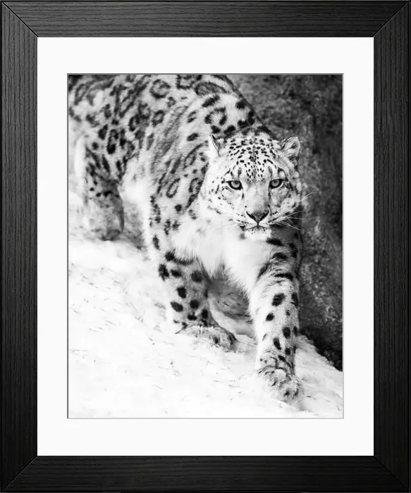 Framed Print : Snow Leopard Walking in Snow Framed Print : Snow Leopard Walking in Snow