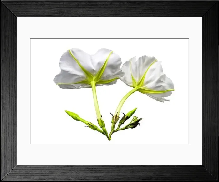 Framed Print : Close up Ipomoea alba on white background.Saved with clipping path Framed Print : Close up Ipomoea alba on white background.Saved with clipping path
