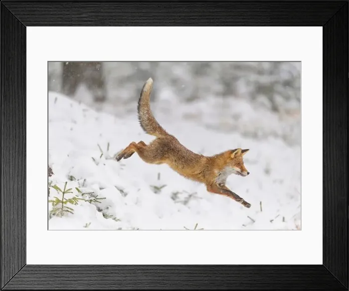 Framed Print : Red Fox, vulpes vulpes, in winter Framed Print : Red Fox, vulpes vulpes, in winter
