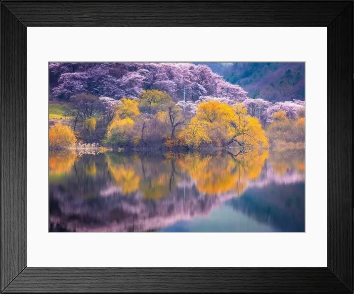 Framed Print : Korea in Spring and cherry blossom trees around Yongbi Lake in Seosan, South Korea Framed Print : Korea in Spring and cherry blossom trees around Yongbi Lake in Seosan, South Korea