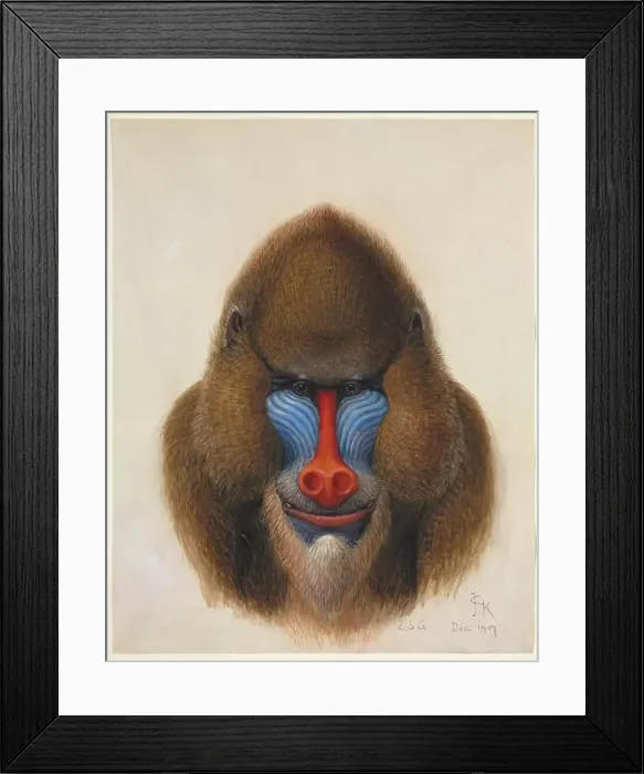 Framed Print : Mandrillus sphinx, Mandrill Framed Print : Mandrillus sphinx, Mandrill
