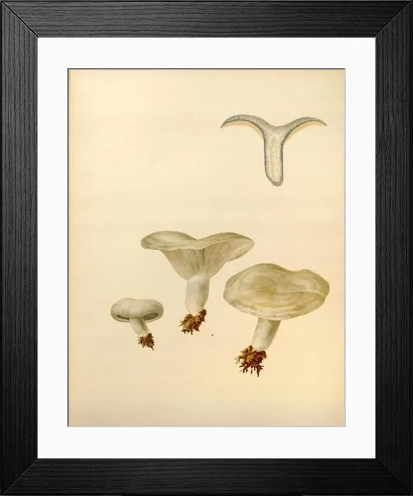 Framed Print : Icones Farlowianae (Pl. 34) Framed Print : Icones Farlowianae (Pl. 34)