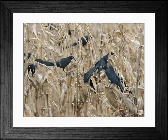 Framed Print : great tailed grackle feeding on corn Framed Print : great tailed grackle feeding on corn