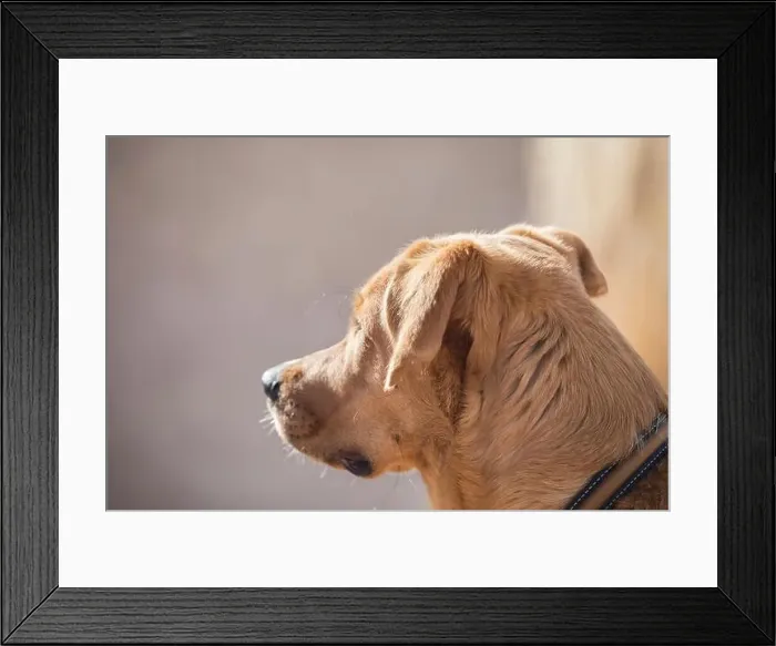 Framed Print : Brown dog looking away Framed Print : Brown dog looking away