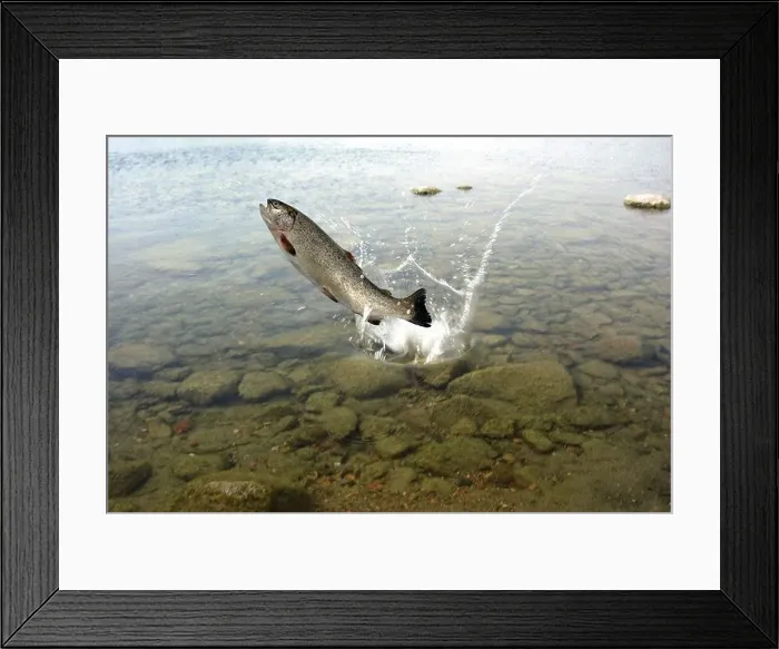 Framed Print : jumping out from water on white background trout Framed Print : jumping out from water on white background trout