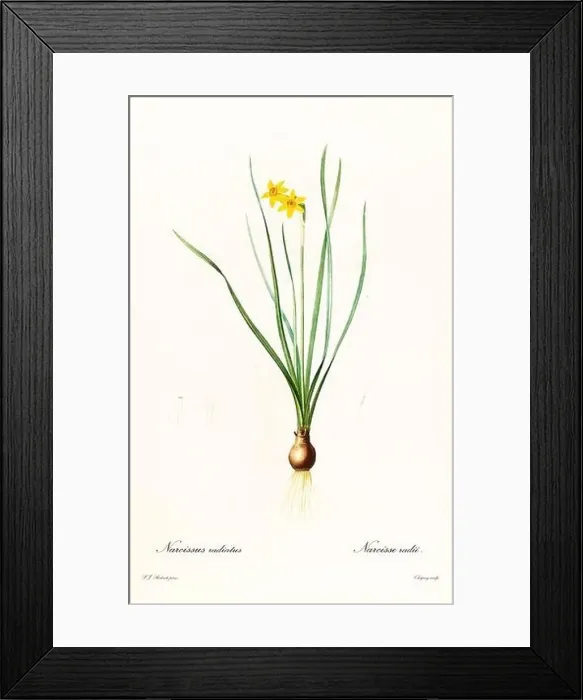 Framed Print : Old illustration of Cowslip Cupped Daffodil (Narcissus x compressus) Framed Print : Old illustration of Cowslip Cupped Daffodil (Narcissus x compressus)