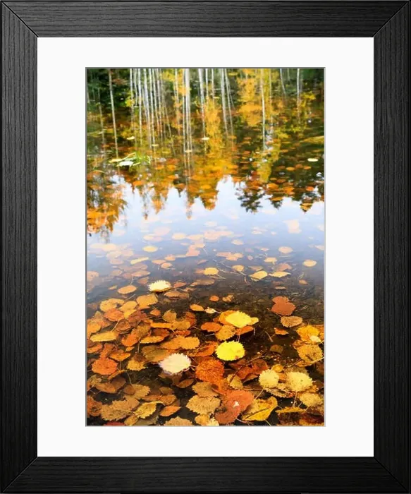 Framed Print : Golden autumn leaves in water and tree reflections in background in autumn season Framed Print : Golden autumn leaves in water and tree reflections in background in autumn season
