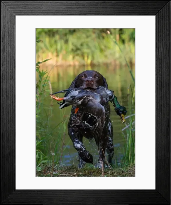 Framed Print : Symbol picture, hunting, German Shorthair with mallard as prey in mouth comes out of a lake, Germany Framed Print : Symbol picture, hunting, German Shorthair with mallard as prey in mouth comes out of a lake, Germany