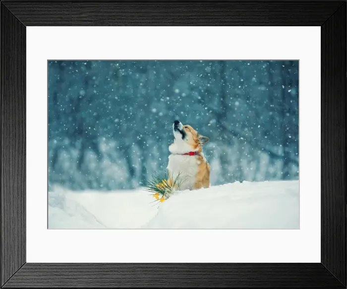 Framed Print : beautiful corgi dog sits under the snow next to yellow crocus flowers in early spring Framed Print : beautiful corgi dog sits under the snow next to yellow crocus flowers in early spring