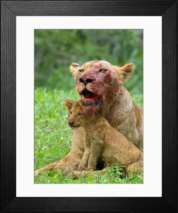 Framed Print : Lioness with bloody face and cub Framed Print : Lioness with bloody face and cub