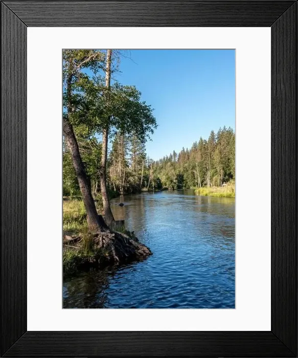 Framed Print : Peaceful Trinity River flows at healthy level for fish through summer despite severe drought in California Framed Print : Peaceful Trinity River flows at healthy level for fish through summer despite severe drought in California