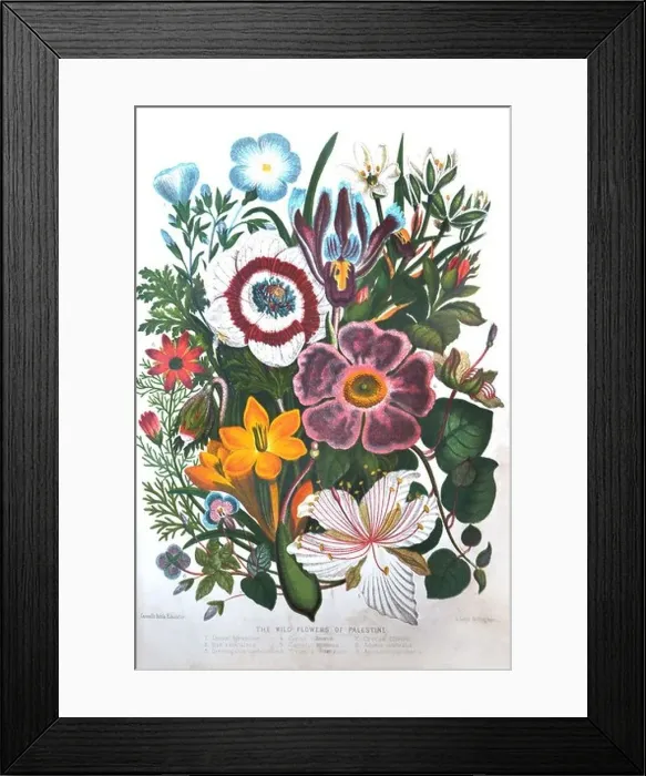 Framed Print : Illustration of The Wild Flowers Of Palestine Plants Of The Bible From The Book Cassell's Bible Educator Framed Print : Illustration of The Wild Flowers Of Palestine Plants Of The Bible From The Book Cassell's Bible Educator