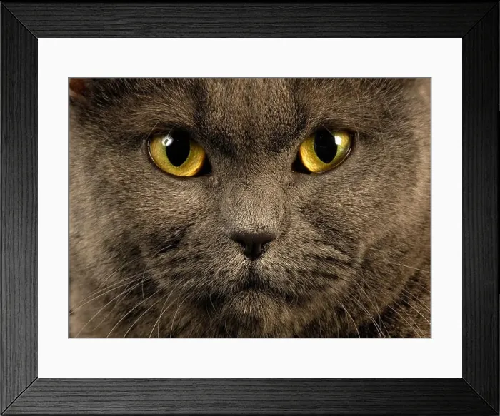 Framed Print : cat, cats Framed Print : cat, cats