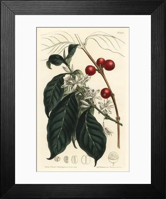 Framed Print : Coffee tree, Coffea arabica. Handcoloured copperplate engraving by F