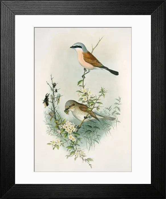 Framed Print : Lanius collurio, red-backed shrike Framed Print : Lanius collurio, red-backed shrike