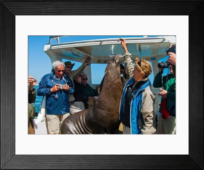 Framed Print : Namibia, Erongo region, Walvis Bay, Cape fur seal (Arctocephalus pusillus) on board Framed Print : Namibia, Erongo region, Walvis Bay, Cape fur seal (Arctocephalus pusillus) on board