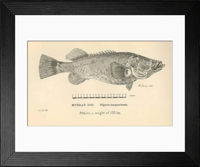 Framed Print : 36611 Murray cod Oligorus macquariensis Framed Print : 36611 Murray cod Oligorus macquariensis