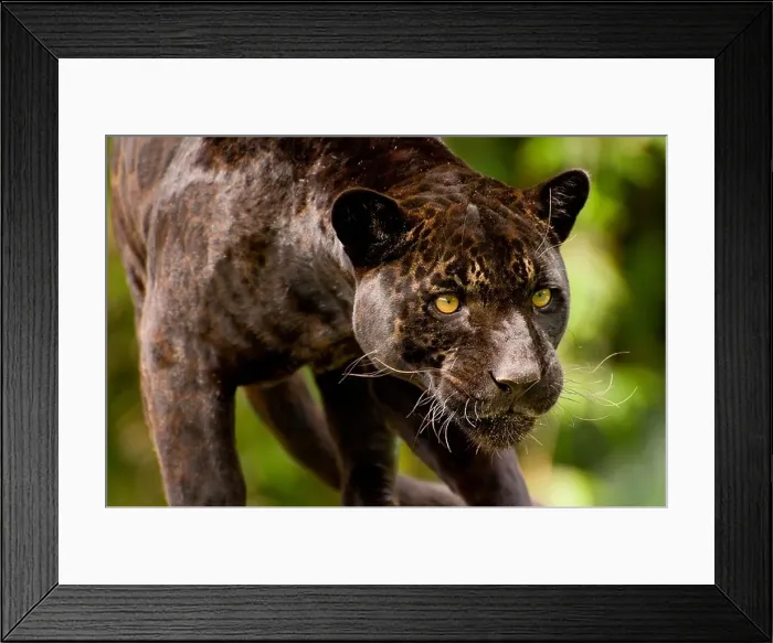 Framed Print : Panther or black jaguar Panthera onca Framed Print : Panther or black jaguar Panthera onca
