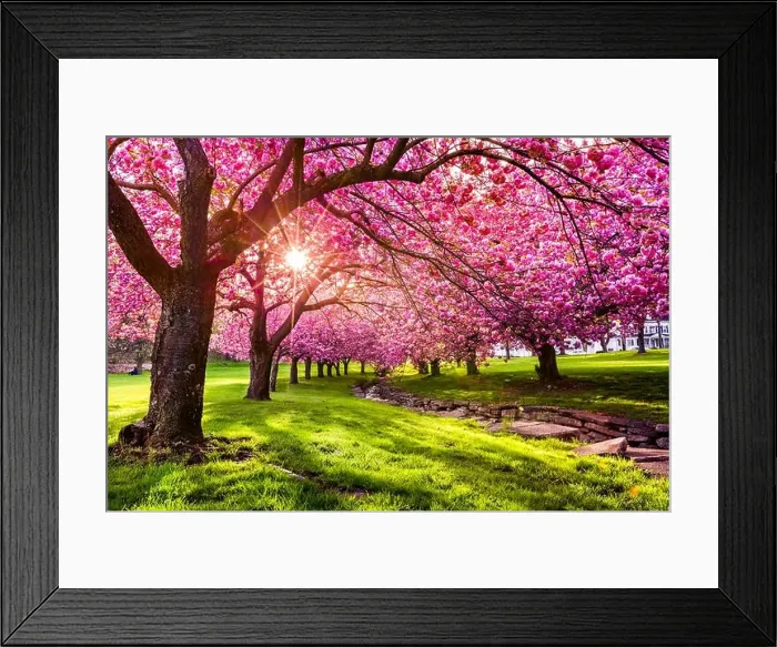Framed Print : Cherry tree blossom explosion in Hurd Park, Dover, New Jersey Framed Print : Cherry tree blossom explosion in Hurd Park, Dover, New Jersey