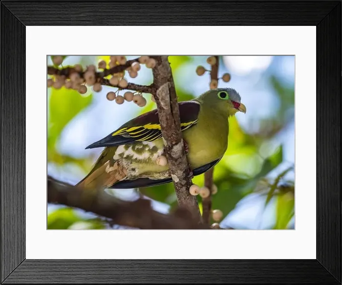 Framed Print : A Thick-billed Green-Pigeon (Treron curvirostra) perched ona fruiting tree. Thailand Framed Print : A Thick-billed Green-Pigeon (Treron curvirostra) perched ona fruiting tree. Thailand