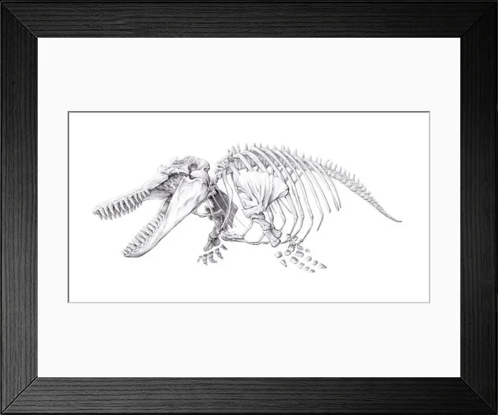 Framed Print : Orca skeleton, illustration Framed Print : Orca skeleton, illustration