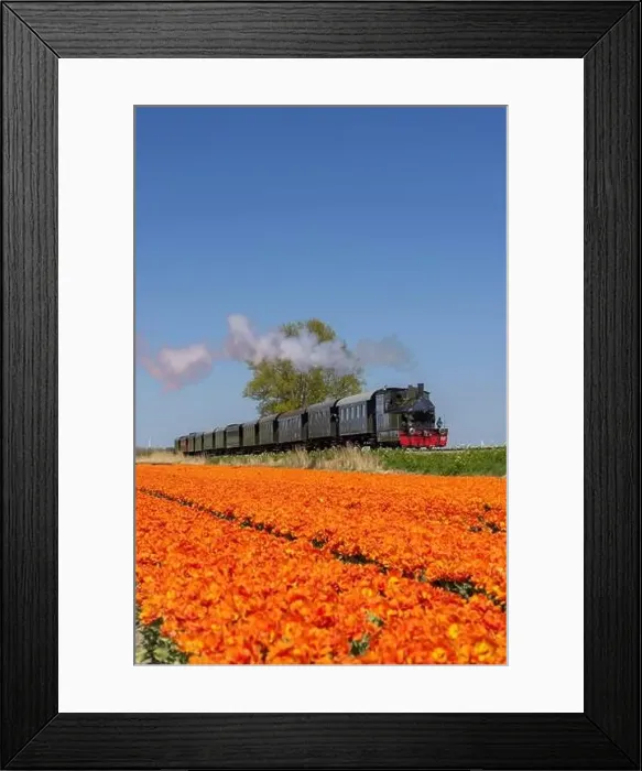 Framed Print : Steam train with tulip field, Hoorn - Medemblik, Noord Holland, Netherlands Framed Print : Steam train with tulip field, Hoorn - Medemblik, Noord Holland, Netherlands