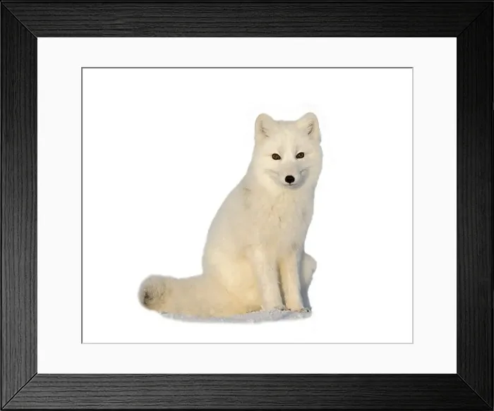 Framed Print : White arctic fox sitting isolated on white background Framed Print : White arctic fox sitting isolated on white background
