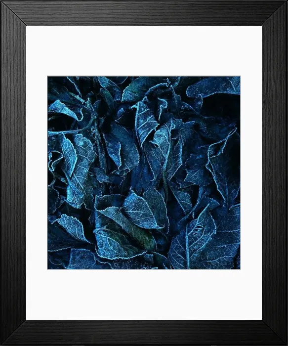 Framed Print : Fallen frosty leaves Framed Print : Fallen frosty leaves