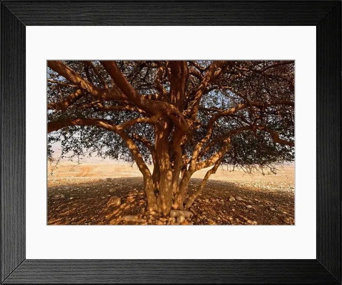 Framed Print : Jericho Balsam tree Balanites Aegyptiaca in the Jordan Valley Framed Print : Jericho Balsam tree Balanites Aegyptiaca in the Jordan Valley