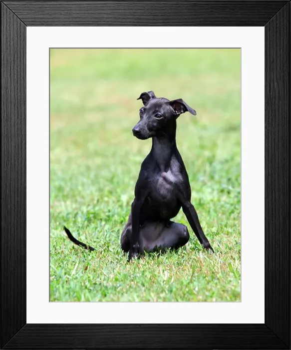 Framed Print : portrait of a black puppy purebred italian greyhound Framed Print : portrait of a black puppy purebred italian greyhound