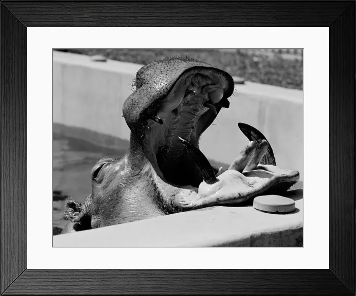Framed Print : Hippopotamus (Hippopotamus amphibius) in pool Framed Print : Hippopotamus (Hippopotamus amphibius) in pool