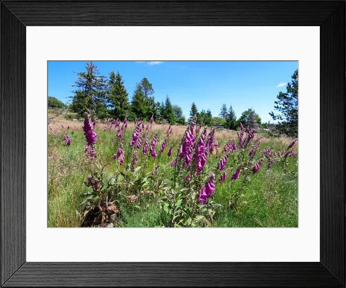Framed Print : Foxglove (Digitalis purpurea) in bloom, Piedmont of Pic Cassini, Lozere, France Framed Print : Foxglove (Digitalis purpurea) in bloom, Piedmont of Pic Cassini, Lozere, France
