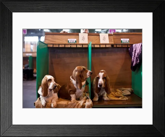 Framed Print : General view of Crufts 2014 at the NEC in Birmingham, UK. 7th March 2014 Framed Print : General view of Crufts 2014 at the NEC in Birmingham, UK. 7th March 2014